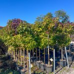  Ambrovník styraxový (Liquidambar styraciflua) ´GUMBALL´ - výška 140-160 cm, obvod kmeňa: 8/10 cm, kont. C18L - NA KMIENKU 
